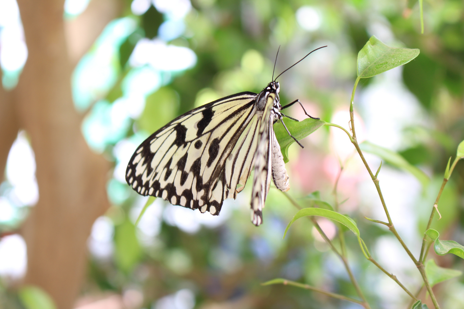 Schmetterling (1)