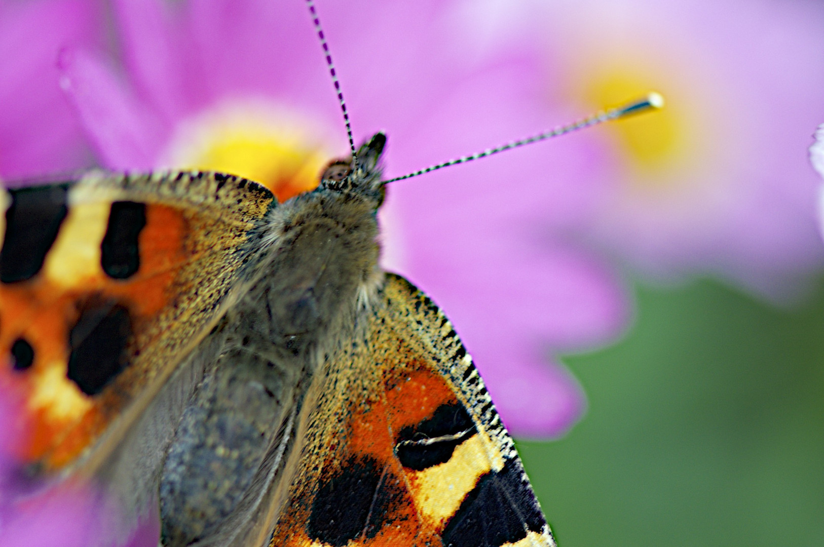 Schmetterling 1