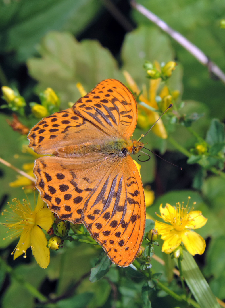 Schmetterling 1