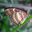 Schmetterling 1