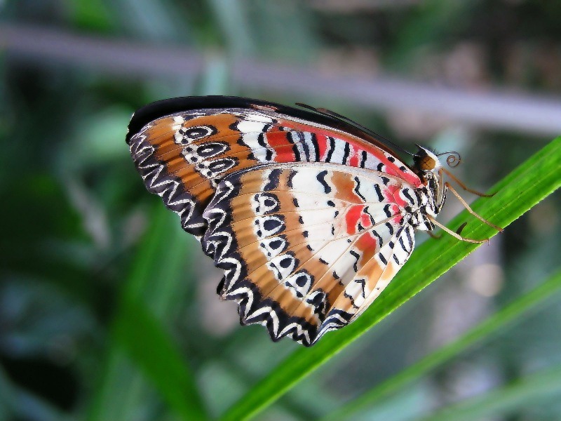 Schmetterling 1