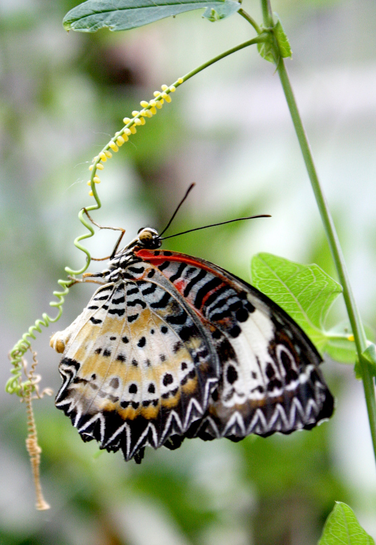 Schmetterling 1