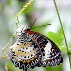 Schmetterling 1