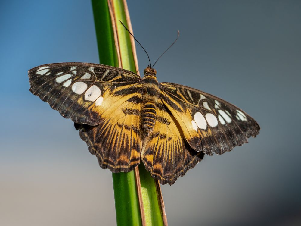 Schmetterling 1