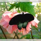 Schmetterling 1