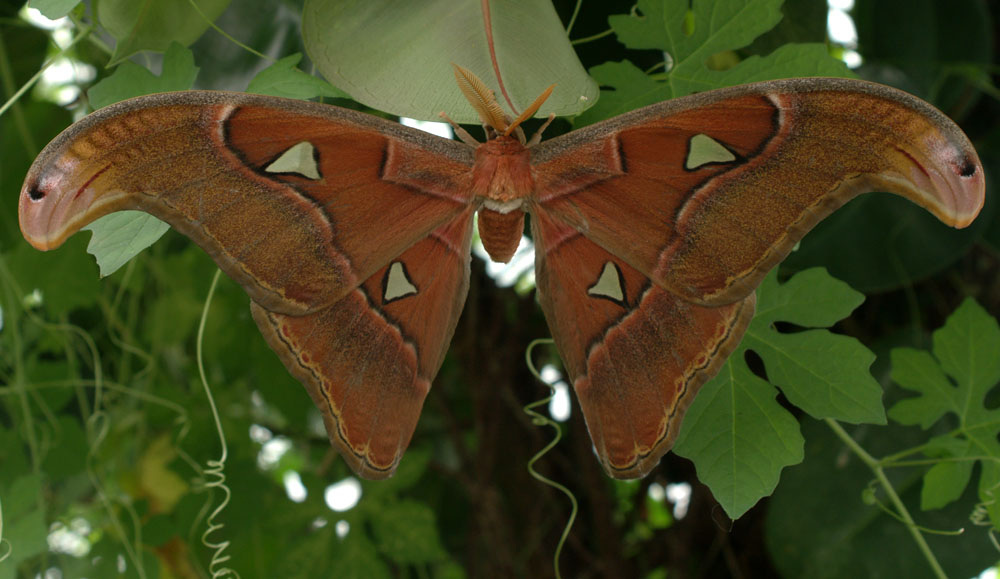 Schmetterling 1