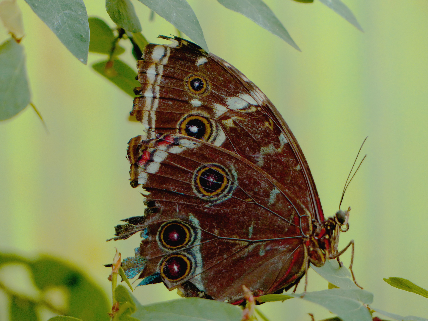 Schmetterling 1 