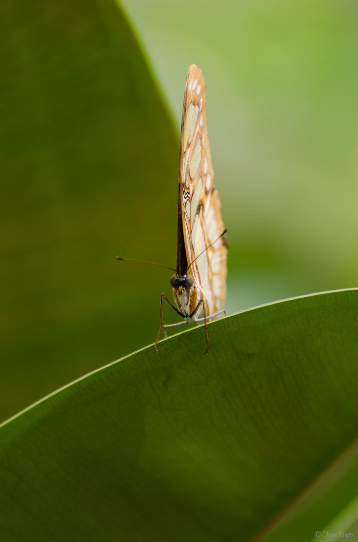 Schmetterling #1