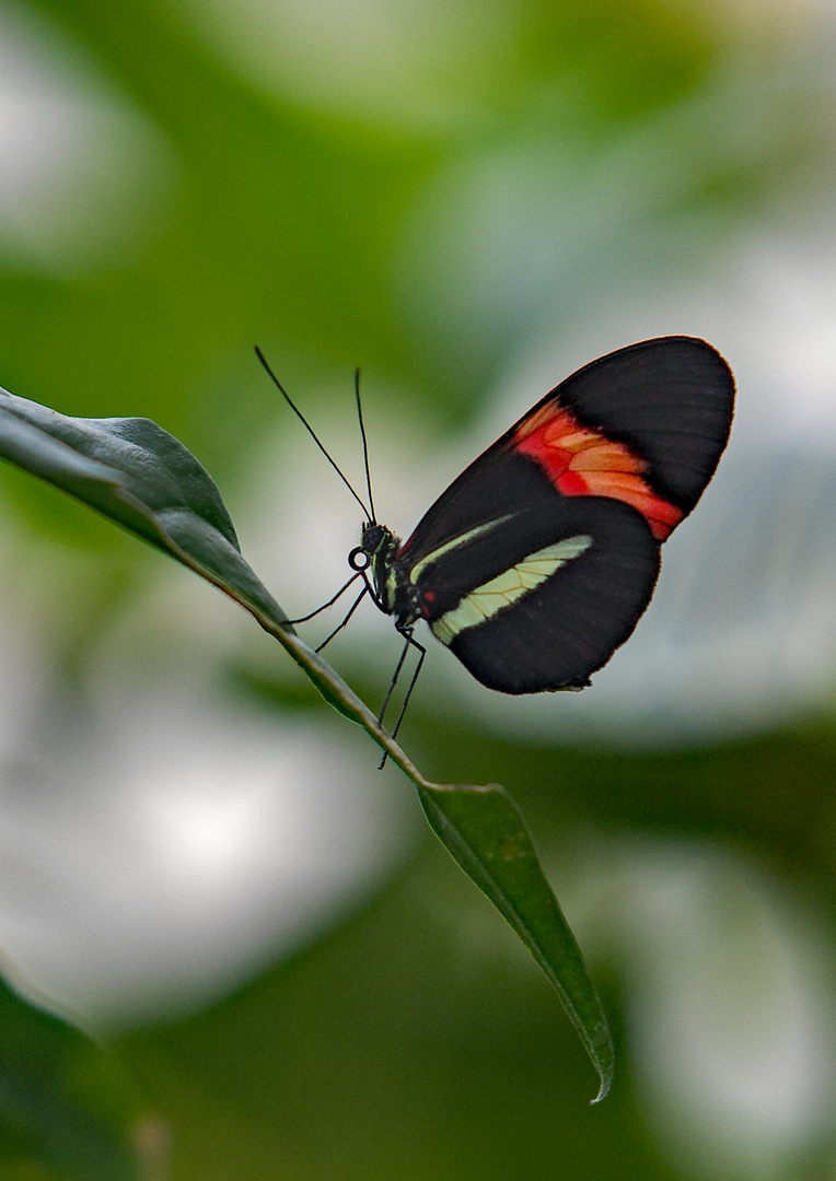 Schmetterling 1