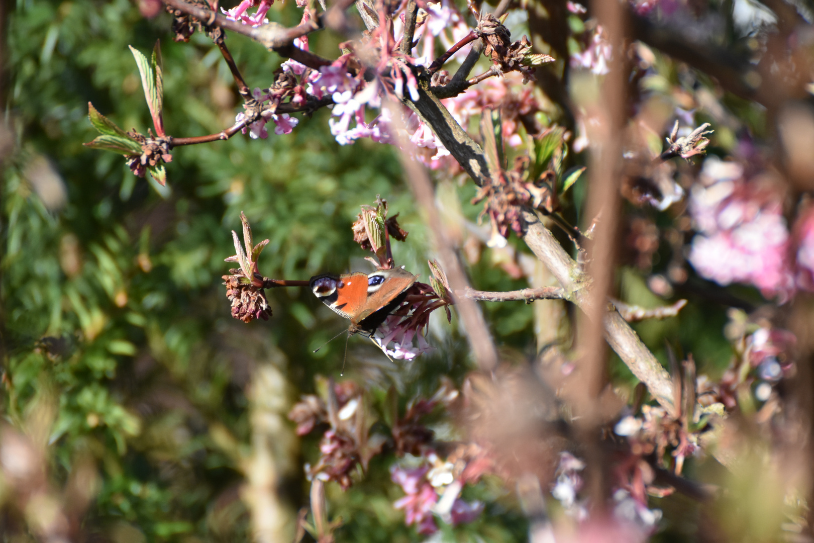 Schmetterling 1