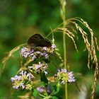 Schmetterling (1)