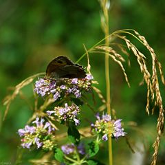 Schmetterling (1)