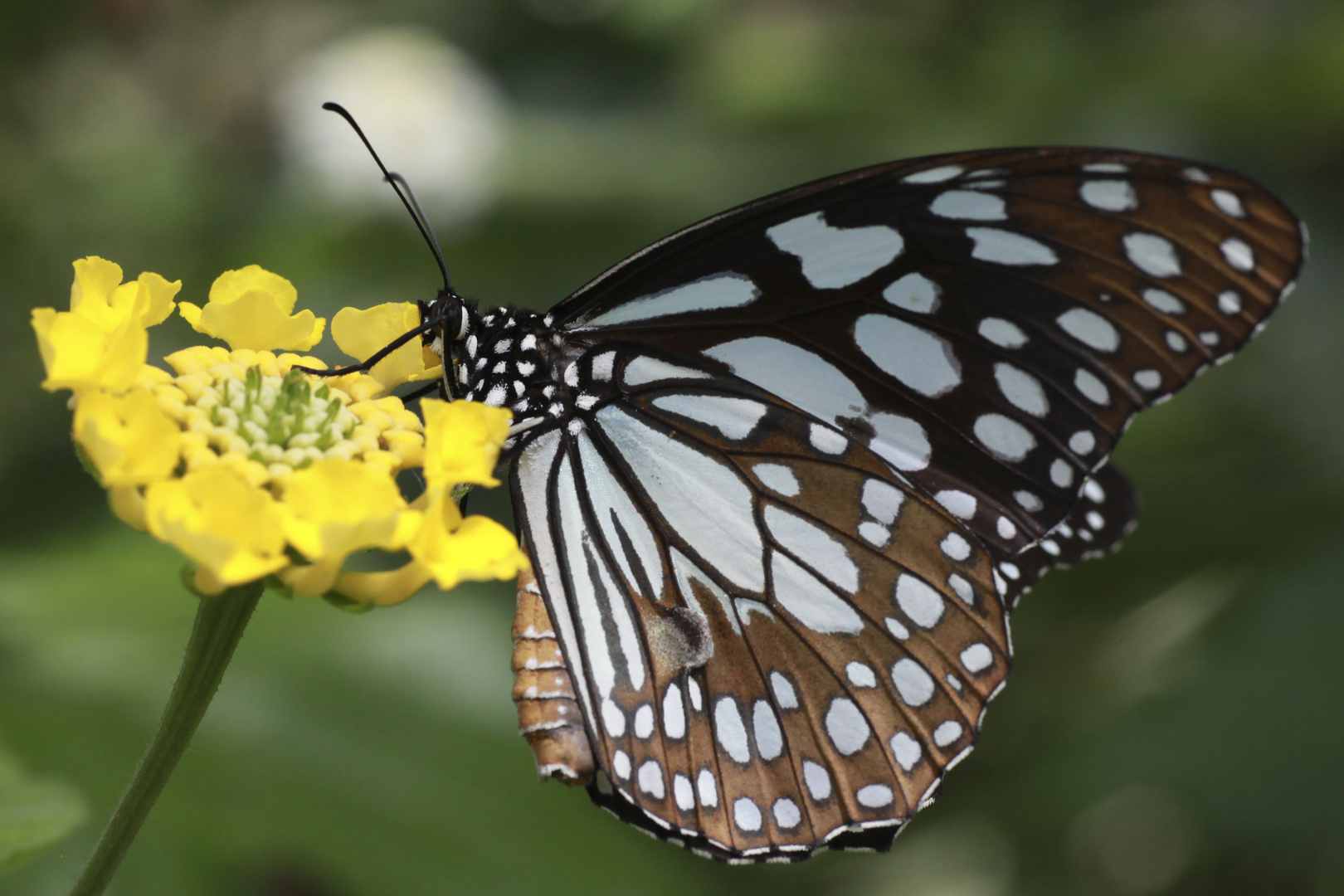 Schmetterling 1