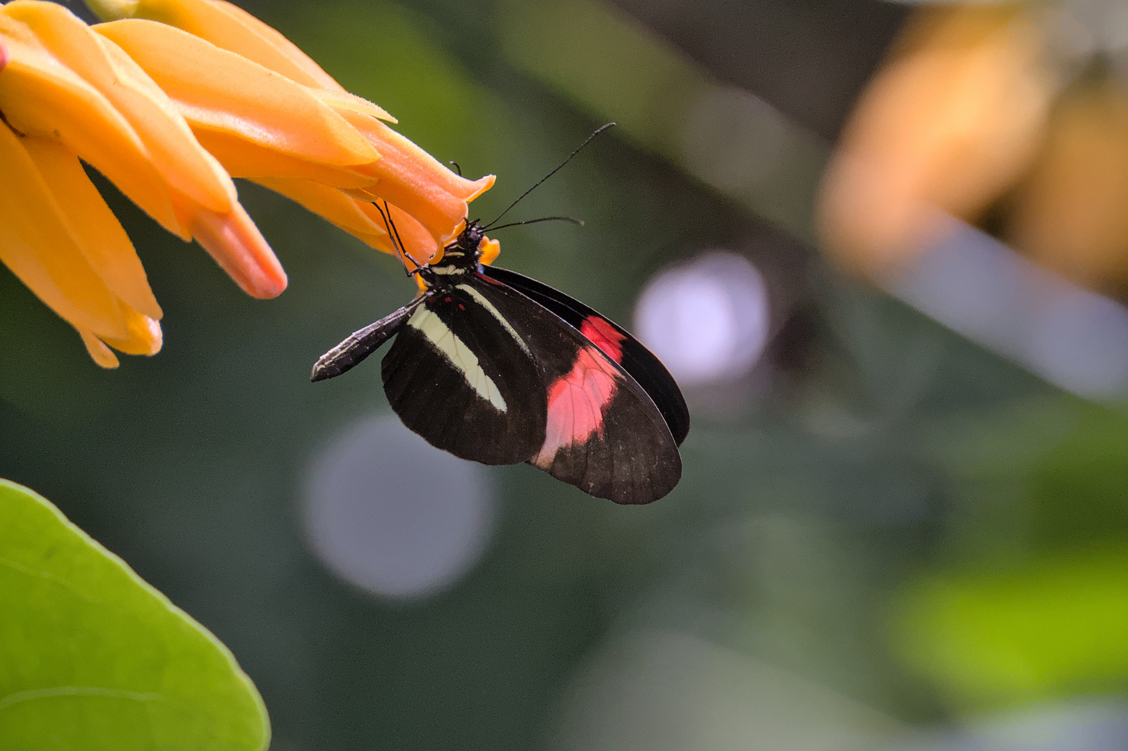 Schmetterling 1