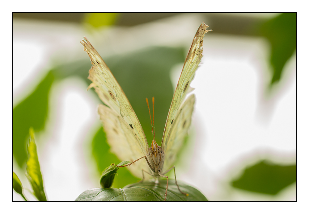 Schmetterling 1