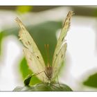 Schmetterling 1