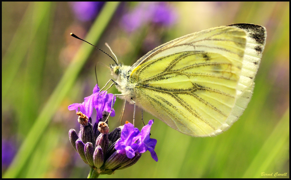 Schmetterling 1