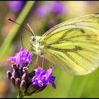 Schmetterling 1