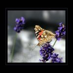 Schmetterling 1