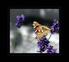 Schmetterling 1