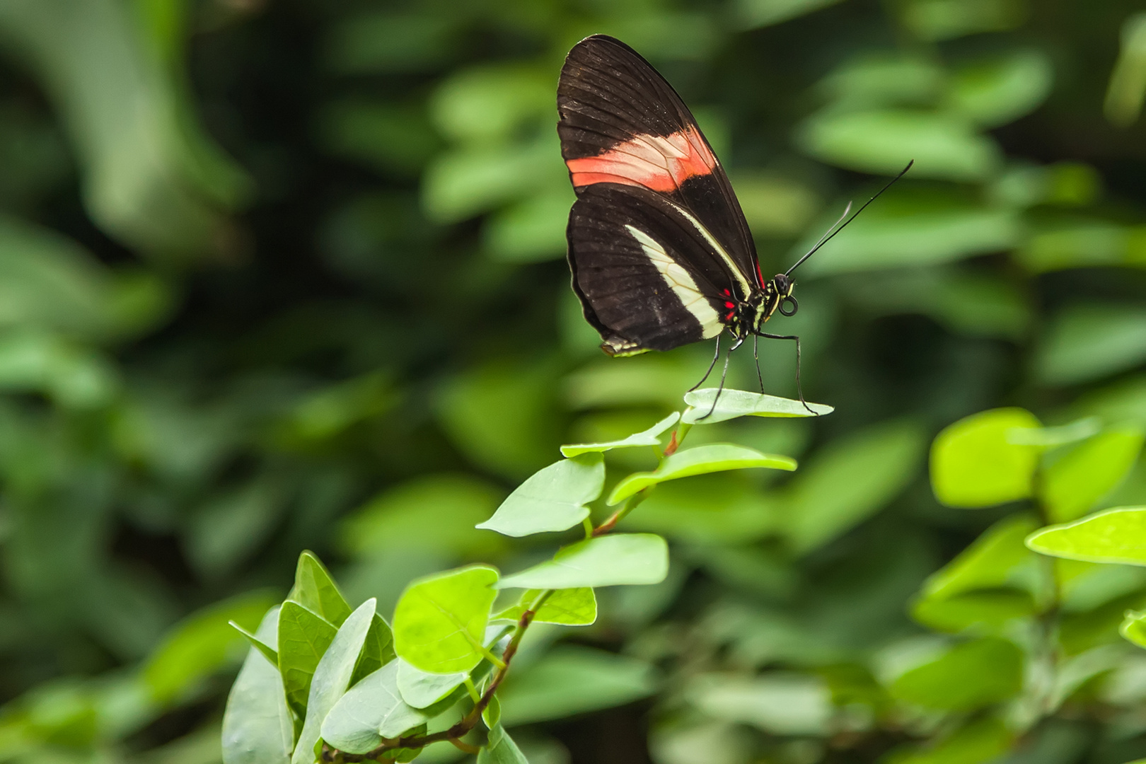 Schmetterling #1