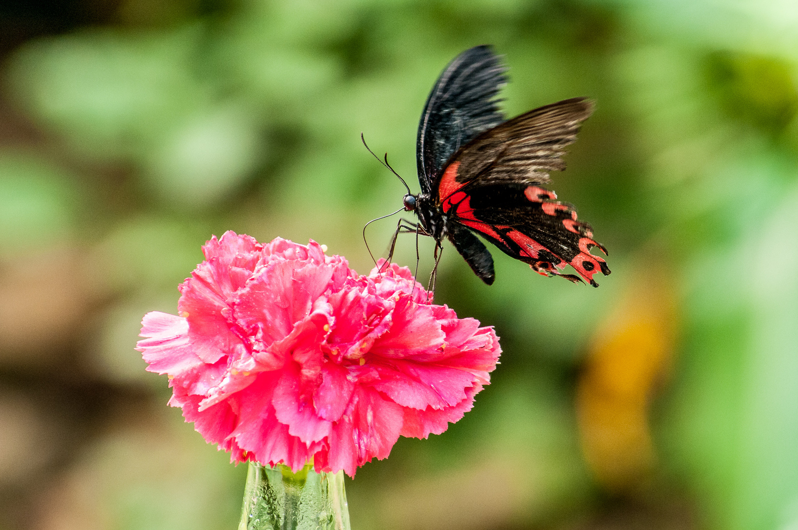 Schmetterling 1