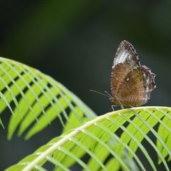 Schmetterling (1)