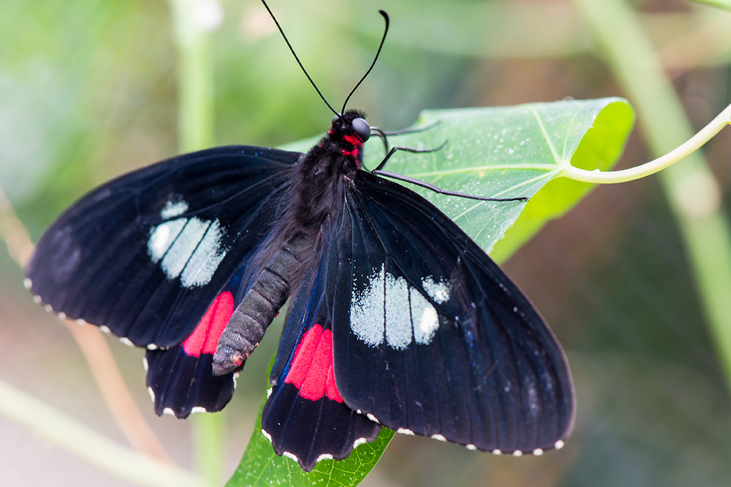 Schmetterling 1