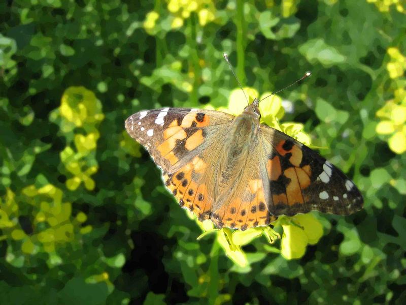 Schmetterling 1