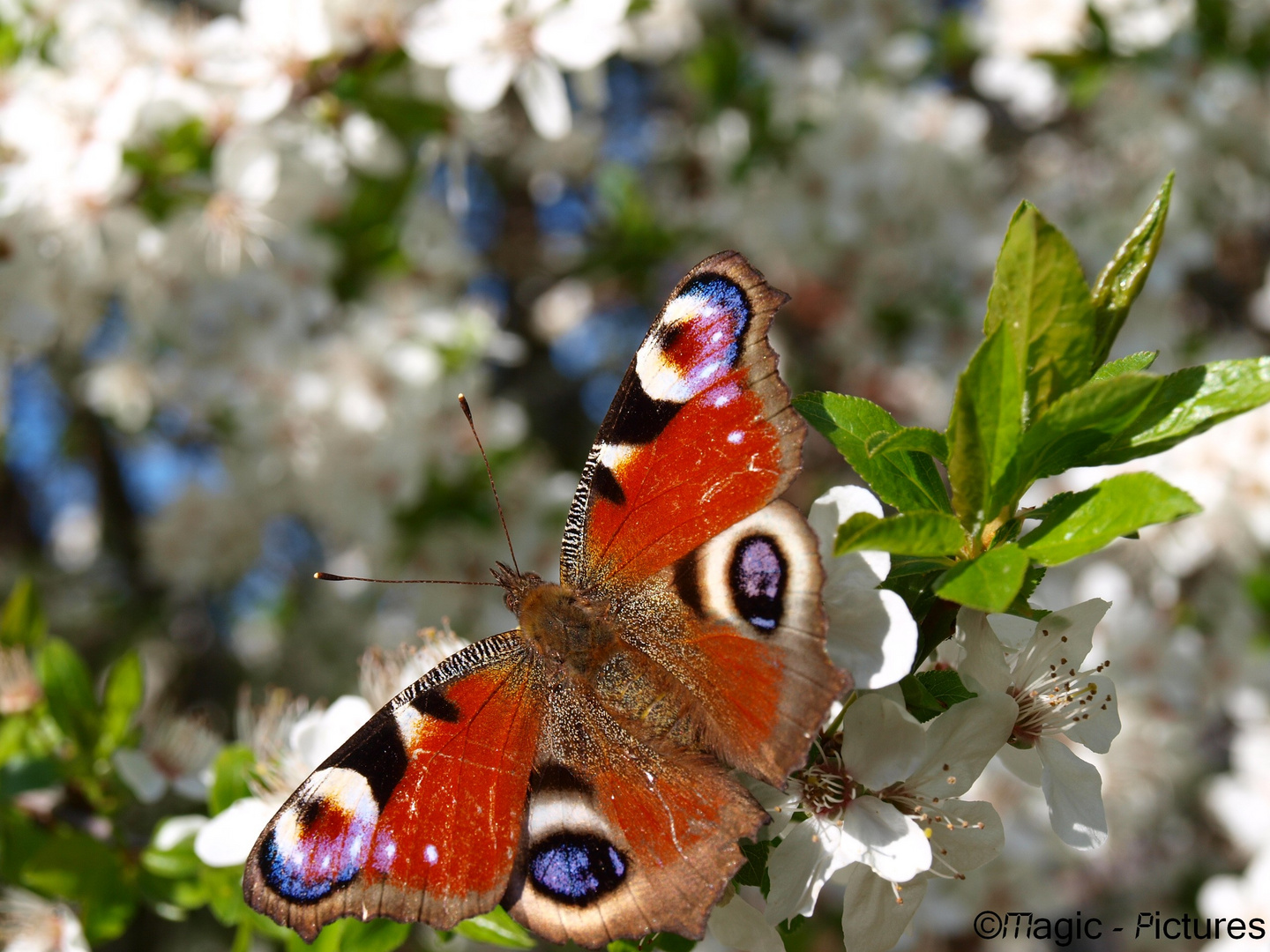 Schmetterling 1