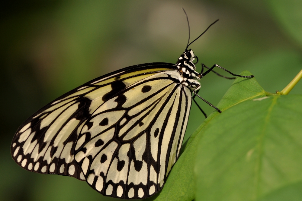 Schmetterling 1