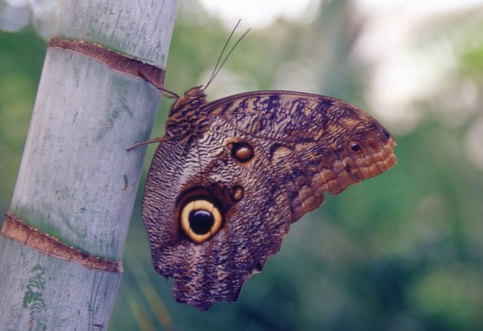 Schmetterling 1