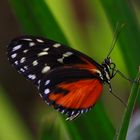 Schmetterling 1