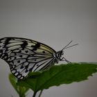 Schmetterling 1