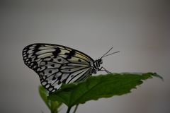 Schmetterling 1