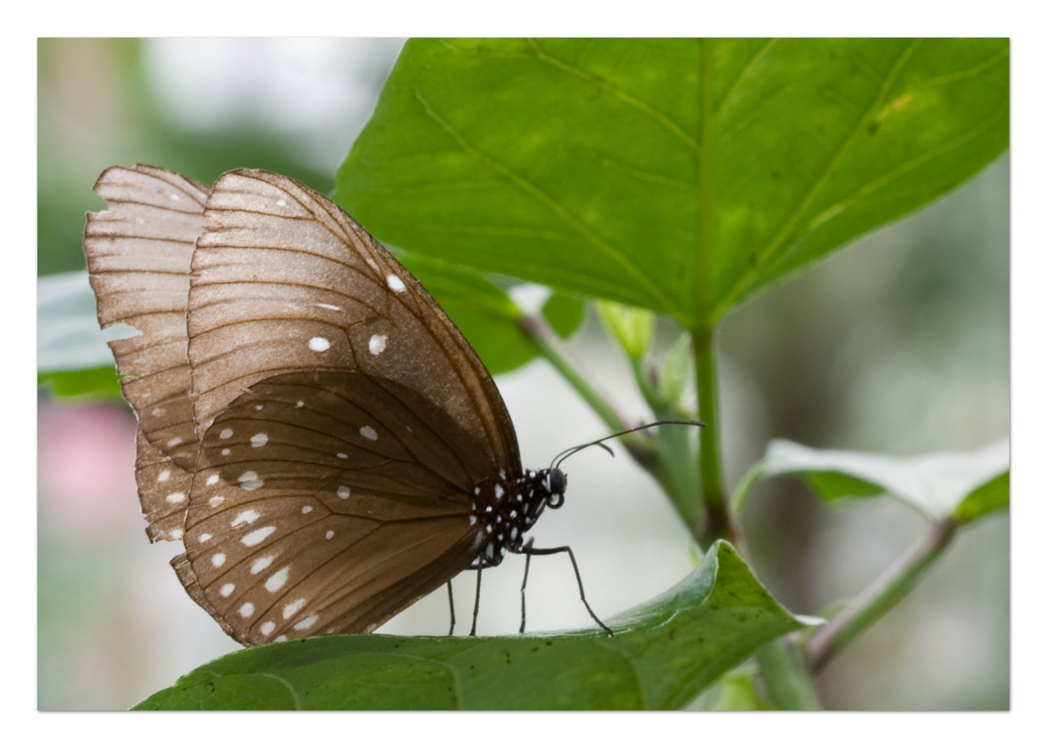 Schmetterling 1