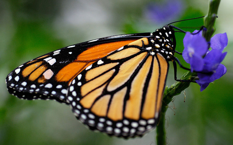 Schmetterling 1