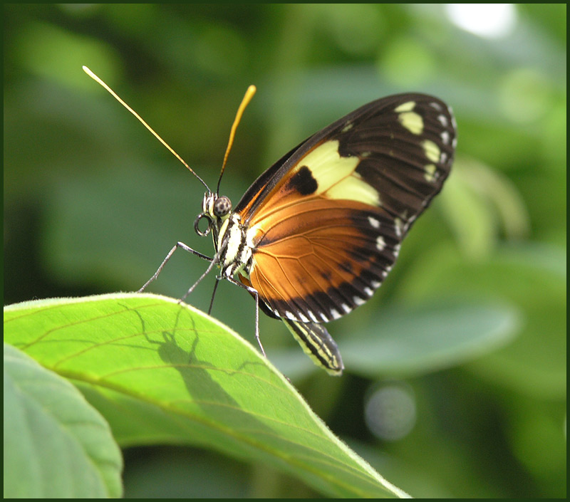 Schmetterling 1