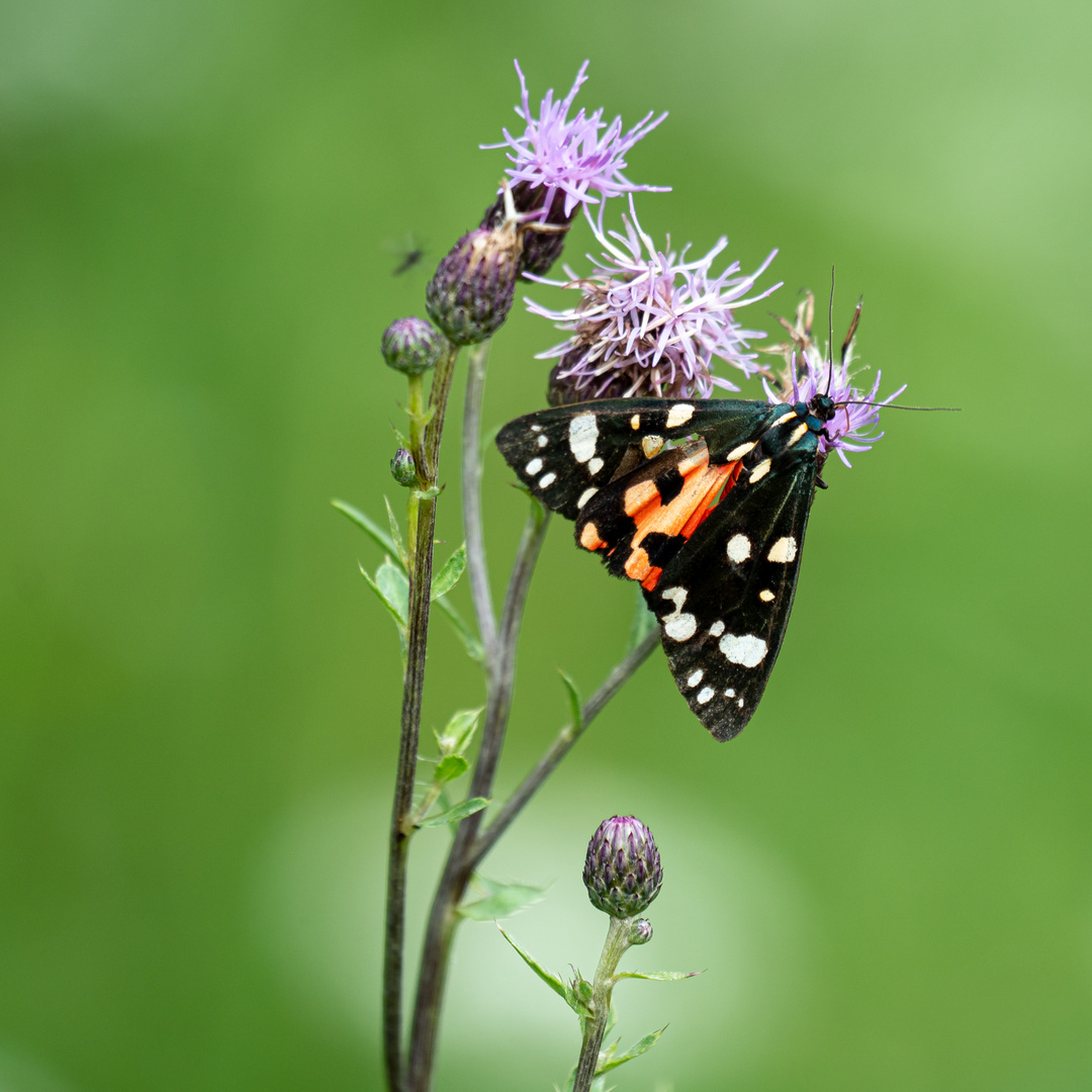 Schmetterling 1