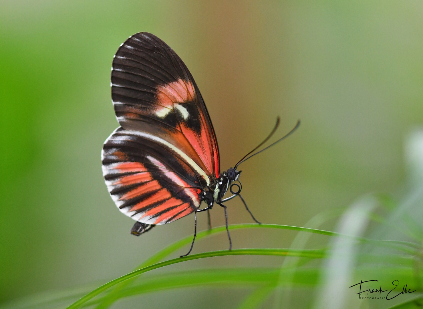 Schmetterling 1