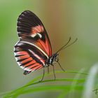 Schmetterling 1