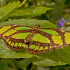 Schmetterling 1