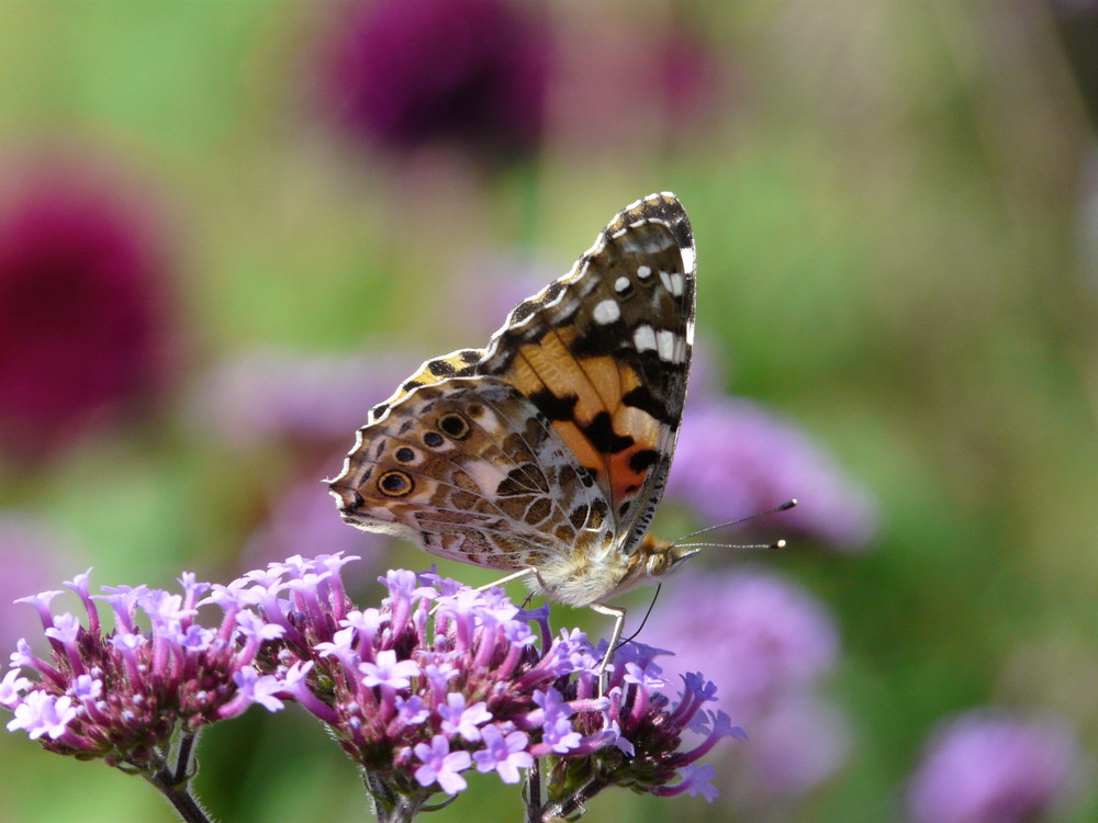 Schmetterling 1