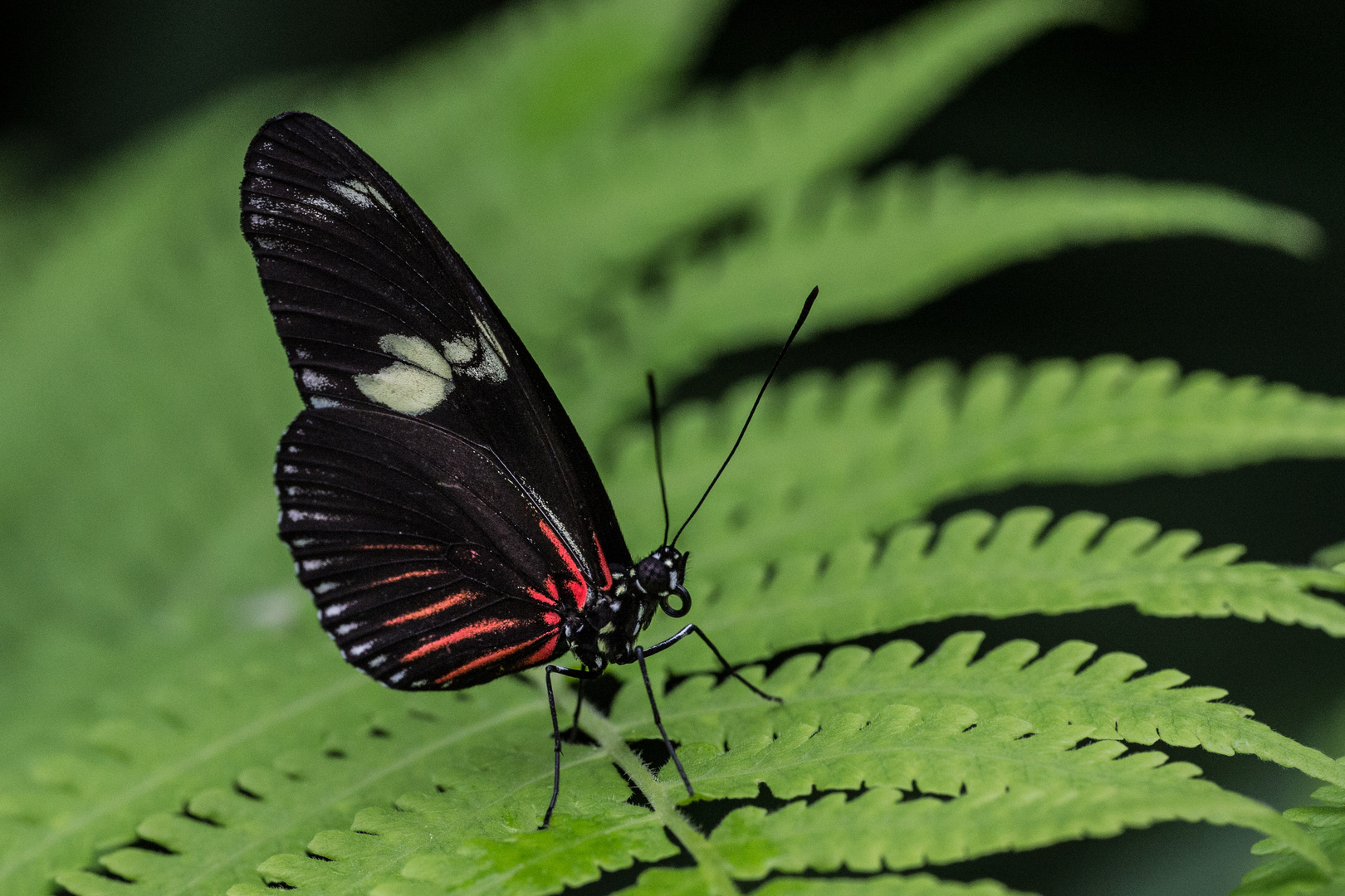 Schmetterling 1