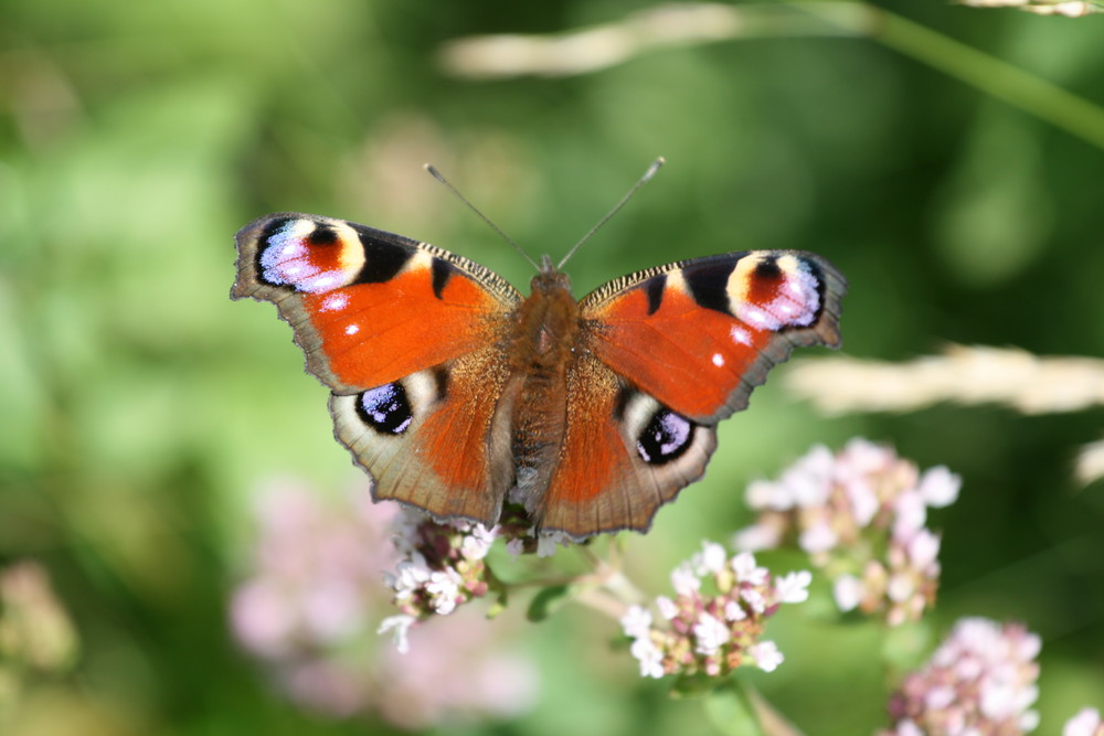 Schmetterling 1