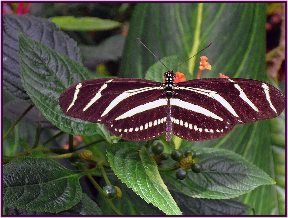 Schmetterling 1