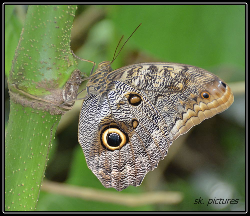 Schmetterling 1