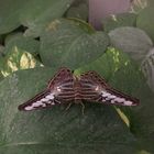 Schmetterling 1