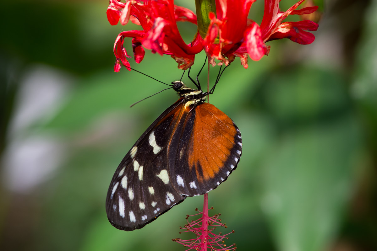 Schmetterling 1