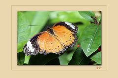 SCHMETTERLING 1